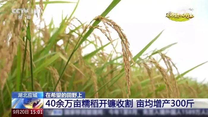 央视聚焦！jbo竞博这台“收稻神器”刷屏湖北田野