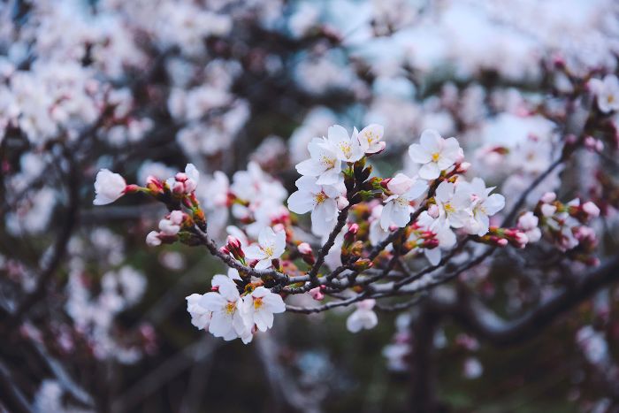 三月拾花酿春，日光绘影成诗 | 校园春日摄影